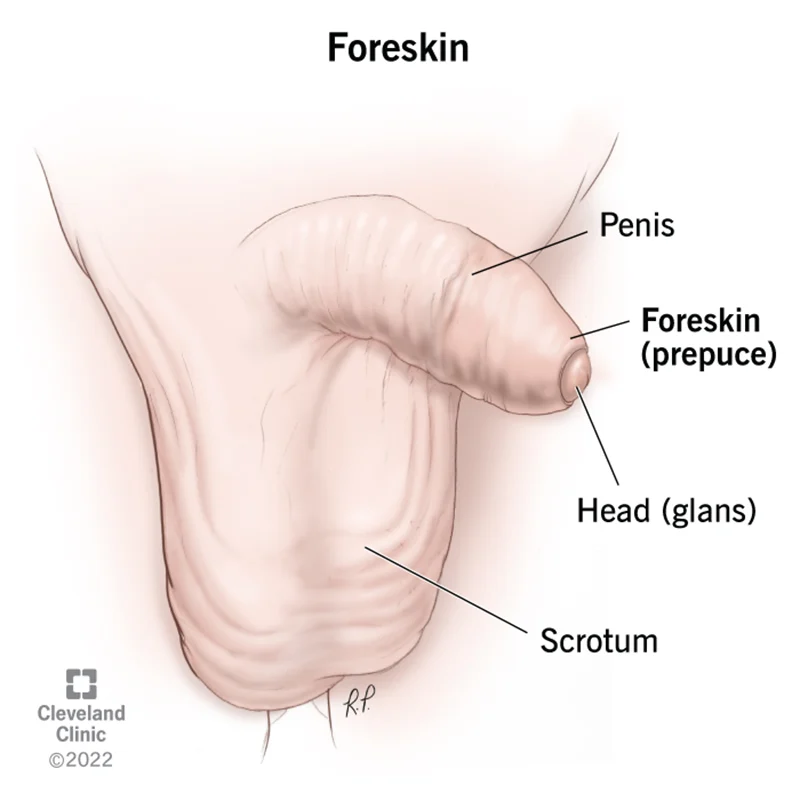 Foreskin Care and Problems