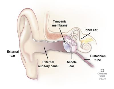 Ear Infections Otitis Media in Children
